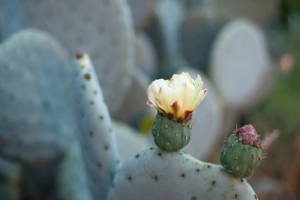 Floresça onde você está plantado