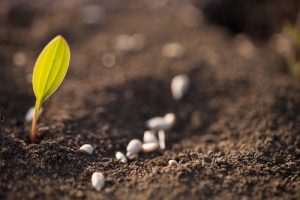 Plantando Sementes